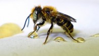 Pčelari Krapinsko-zagorske županije osnovali su Savez pčelarskih udruga kako bi se lakše probili na tržište...